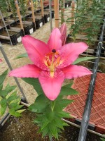 [4478 PO66 OR-10-44-1 No02.JPG]